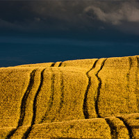 Buy canvas prints of Golden Fields by Hans Kruse