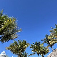 Buy canvas prints of Palm trees In the blue sky by Harvey Watson