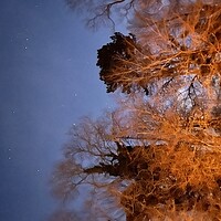 Buy canvas prints of Orion through the trees by Harvey Watson