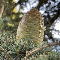 Buy canvas prints of A close up of a new pine cone with sap  by Harvey Watson