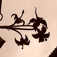 Buy canvas prints of Silhouette of flowers  by Harvey Watson