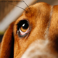 Buy canvas prints of Basset Hound. by Angela Aird