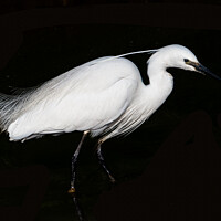Buy canvas prints of Little Egret. by Angela Aird