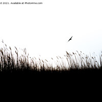 Buy canvas prints of Reed Beds. by Angela Aird