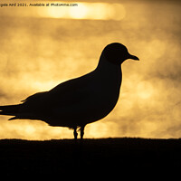 Buy canvas prints of Seagull. by Angela Aird