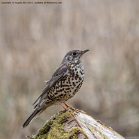 Buy canvas prints of Mistle Thrush. by Angela Aird