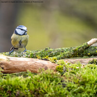 Buy canvas prints of Blue Tit. by Angela Aird