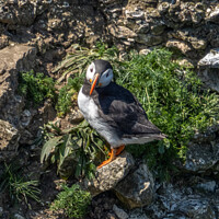 Buy canvas prints of Puffin standing on a cliff face. by Angela Aird