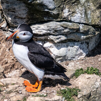 Buy canvas prints of  Puffin. by Angela Aird