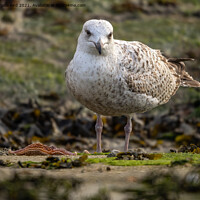 Buy canvas prints of Herring Gull. by Angela Aird
