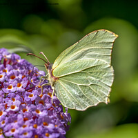 Buy canvas prints of  Common Brimstone Butterfly. by Angela Aird