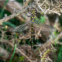 Buy canvas prints of  Golden-ringed Dragonfly. by Angela Aird