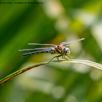 Buy canvas prints of Common Hawker. by Angela Aird