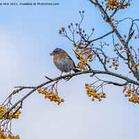 Buy canvas prints of Brambling. by Angela Aird