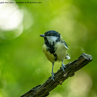 Buy canvas prints of Great Tit. by Angela Aird