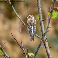 Buy canvas prints of Brambling. by Angela Aird