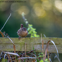Buy canvas prints of Wren. by Angela Aird