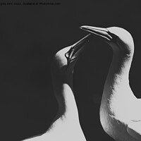 Buy canvas prints of Gannets. by Angela Aird