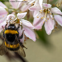 Buy canvas prints of Busy Bee. by Angela Aird