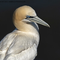 Buy canvas prints of Gannet. by Angela Aird