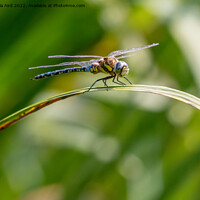 Buy canvas prints of Common Hawker Darner. by Angela Aird