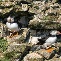 Buy canvas prints of Puffins. by Angela Aird