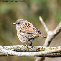 Buy canvas prints of Dunnock. by Angela Aird
