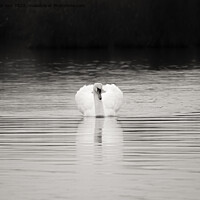 Buy canvas prints of Mute Swan. by Angela Aird