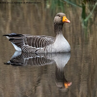 Buy canvas prints of Graylag Goose. by Angela Aird