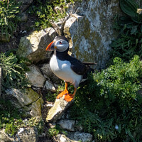 Buy canvas prints of Puffin. by Angela Aird