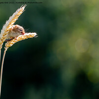 Buy canvas prints of Harvest Mouse by Angela Aird
