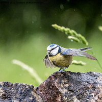 Buy canvas prints of Blue Tit. by Angela Aird