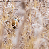 Buy canvas prints of Bearded Tit. by Angela Aird