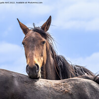 Buy canvas prints of Handsome Boy. by Angela Aird