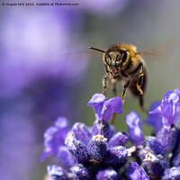 Buy canvas prints of Busy Bee. by Angela Aird
