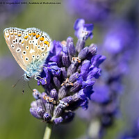 Buy canvas prints of Common Blue Butterfly. by Angela Aird