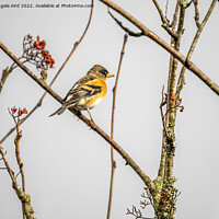 Buy canvas prints of Brambling. by Angela Aird