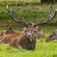 Buy canvas prints of Red Deer. by Angela Aird