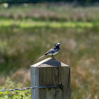 Buy canvas prints of Pied Wagtail. by Angela Aird