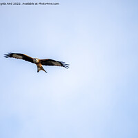 Buy canvas prints of Red Kite by Angela Aird