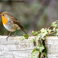 Buy canvas prints of Robin. by Angela Aird