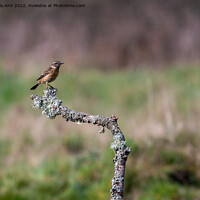 Buy canvas prints of Stonechat. by Angela Aird