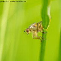 Buy canvas prints of Golden Dung Fly. by Angela Aird