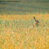 Buy canvas prints of Hare. by Angela Aird