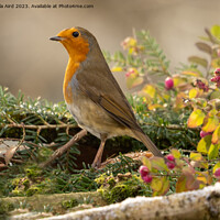Buy canvas prints of Robin. by Angela Aird