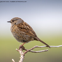 Buy canvas prints of Dunnock. by Angela Aird