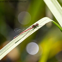 Buy canvas prints of Large Red Damselfly. by Angela Aird