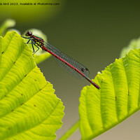 Buy canvas prints of Red Damselfly. by Angela Aird