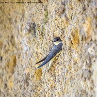 Buy canvas prints of Sand Martin. by Angela Aird