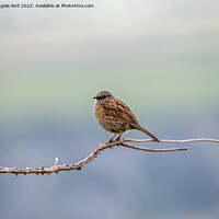 Buy canvas prints of Dunnock by Angela Aird